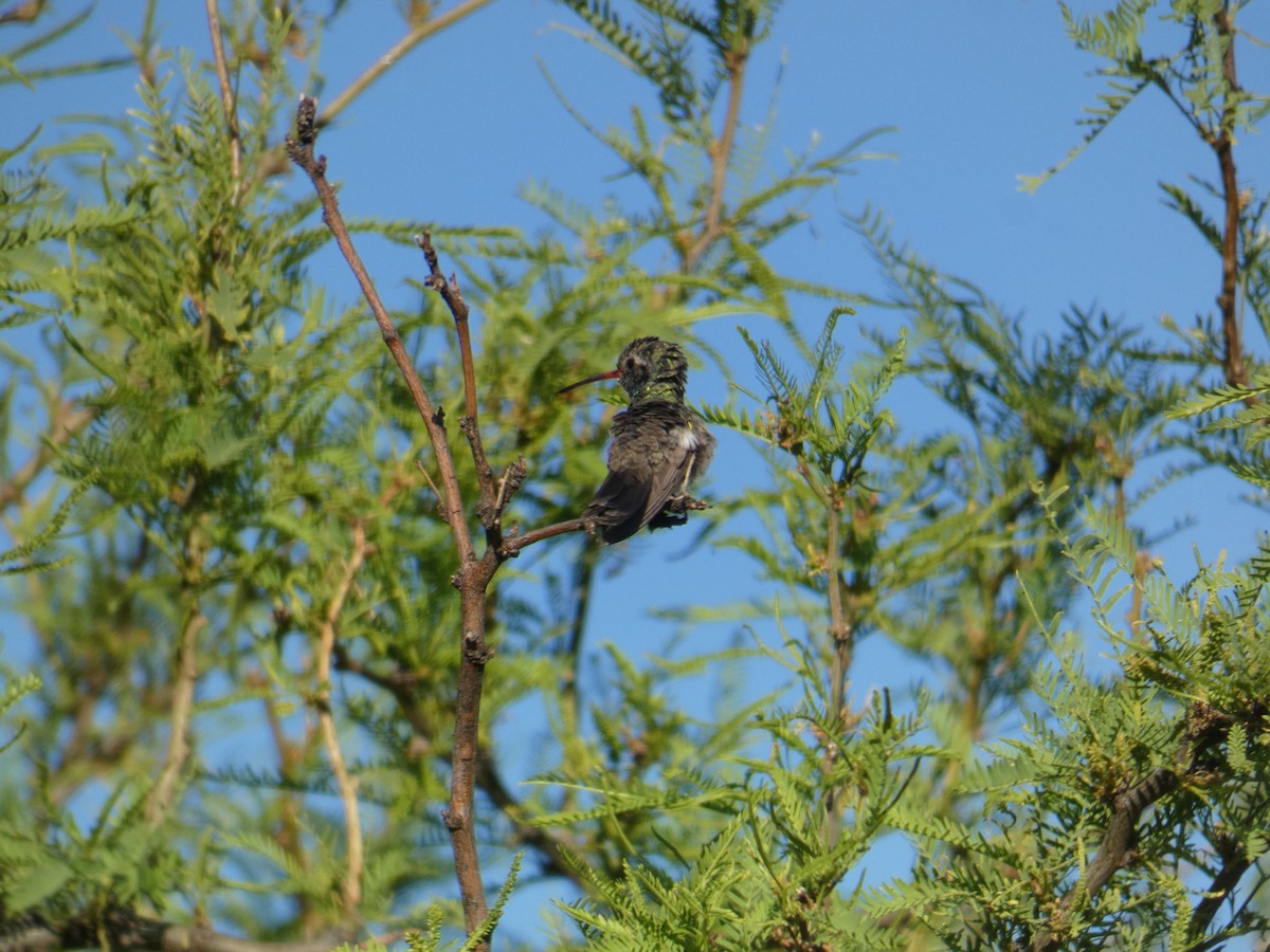 Colibrí Piquiancho Común - ML620312178