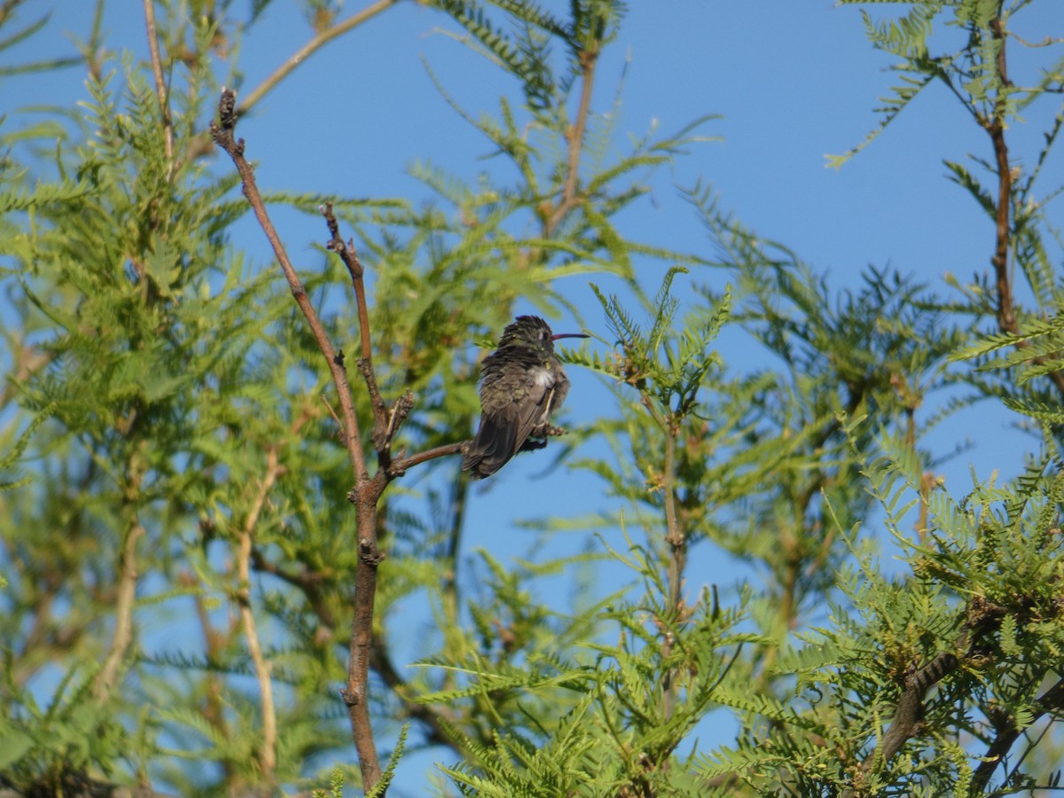 Broad-billed Hummingbird - ML620312179