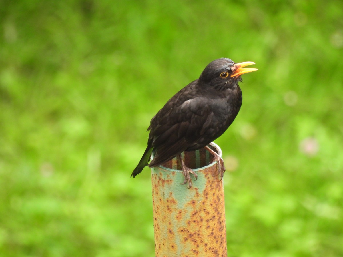 Eurasian Blackbird - ML620312182