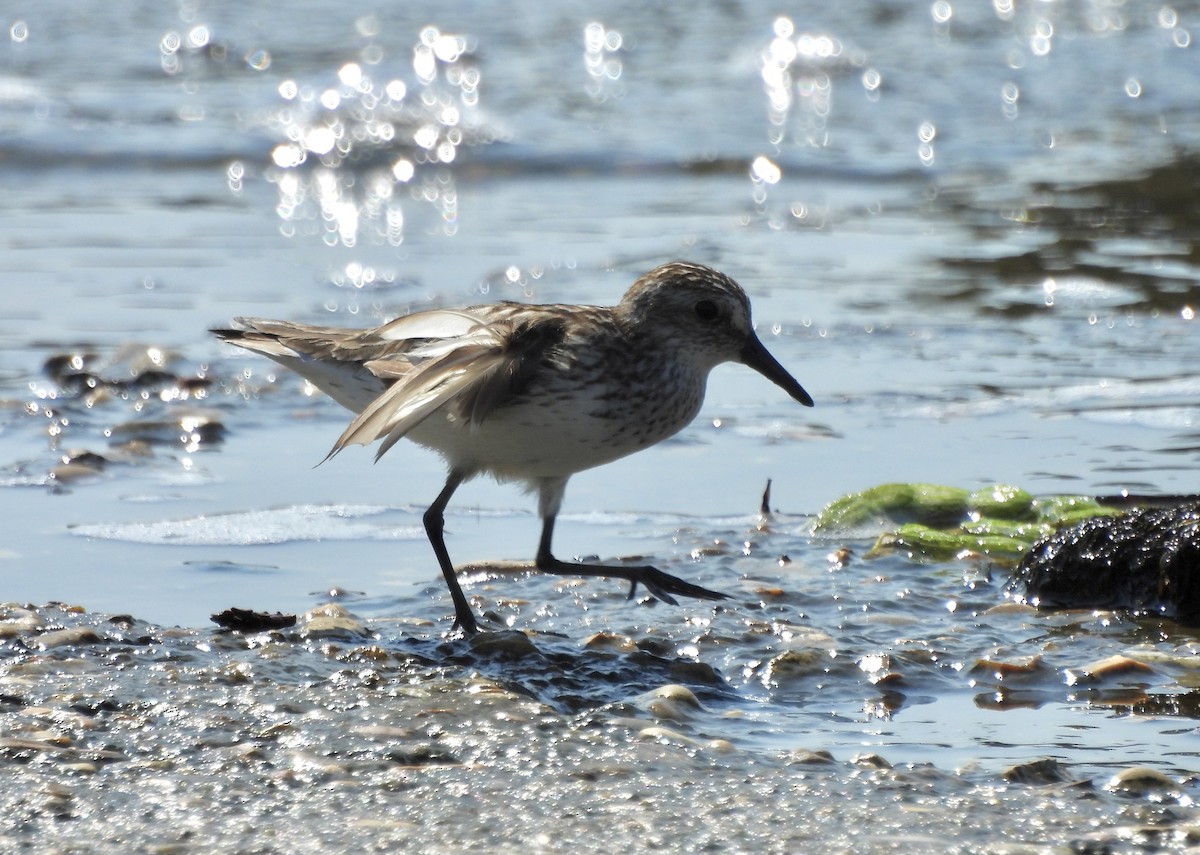 Semipalmated Sandpiper - ML620312184