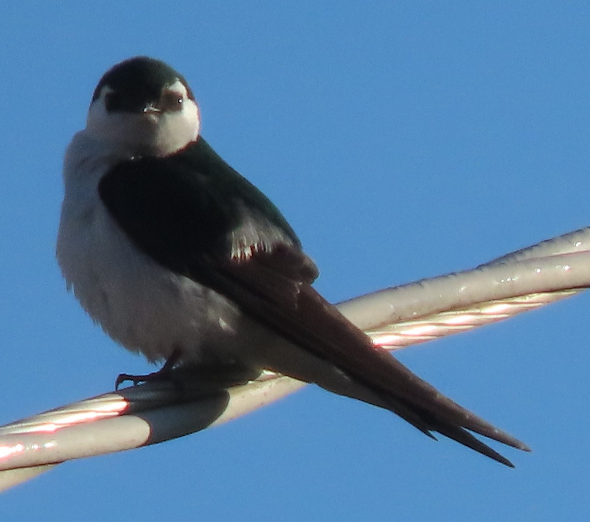 Violet-green Swallow - ML620312185
