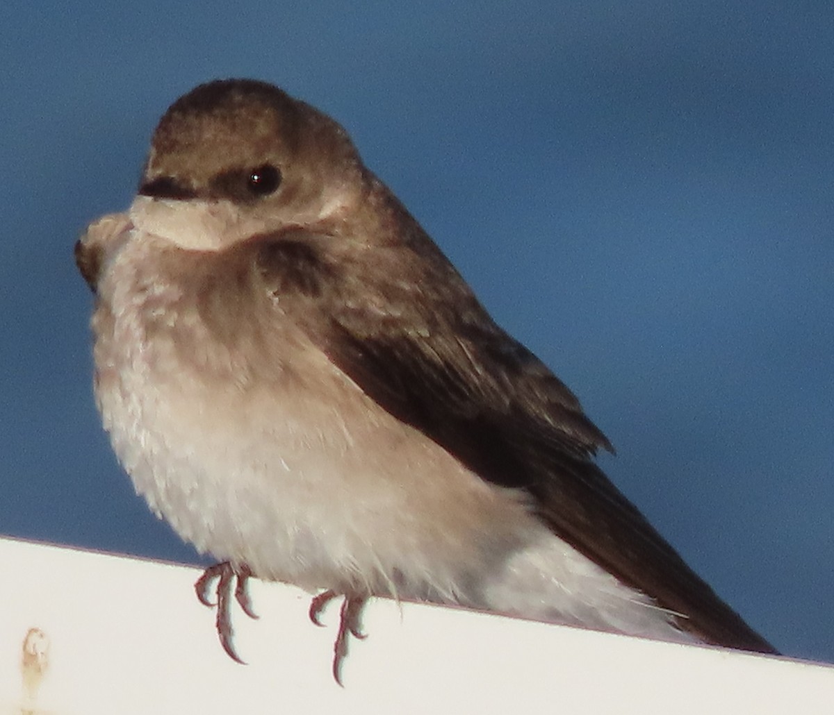 Northern Rough-winged Swallow - ML620312189