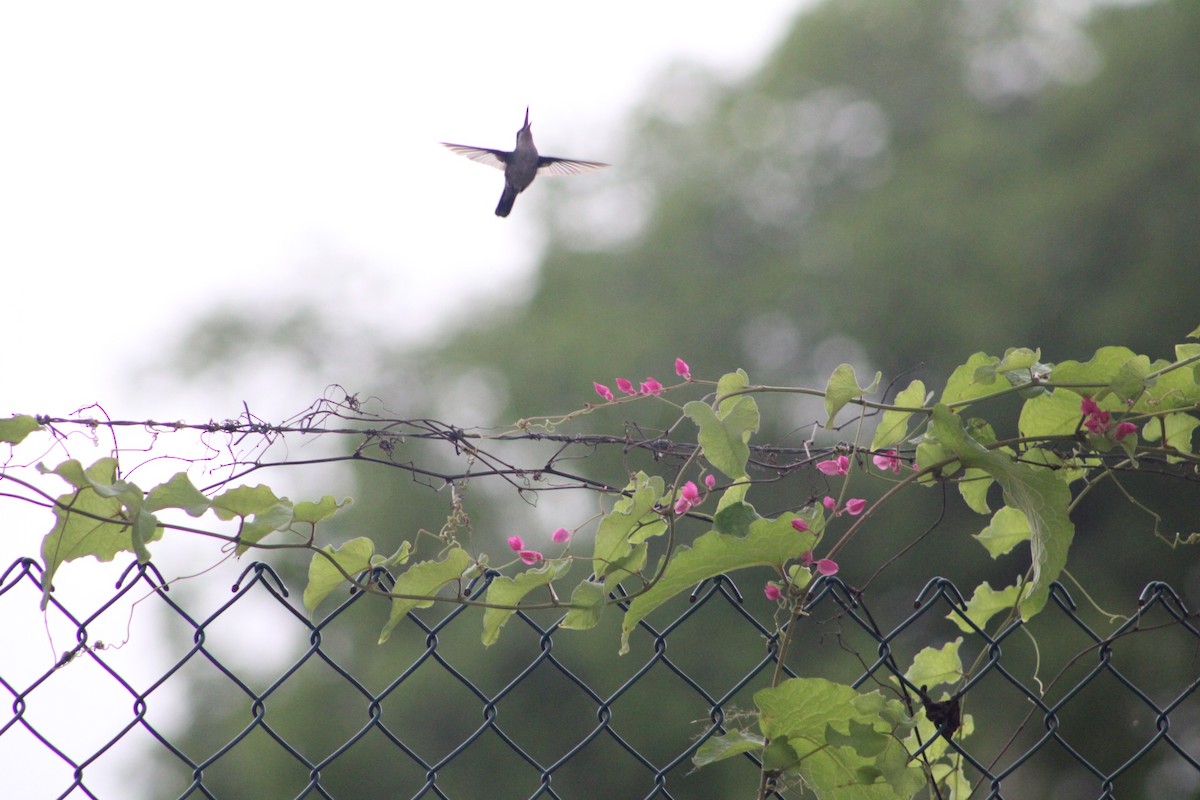 kolibřík modroocasý - ML620312192