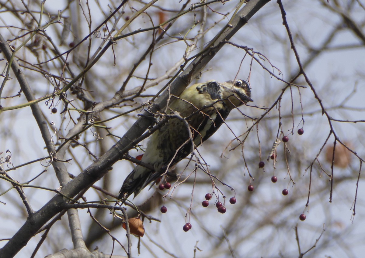 Yellow-bellied Sapsucker - ML620312198