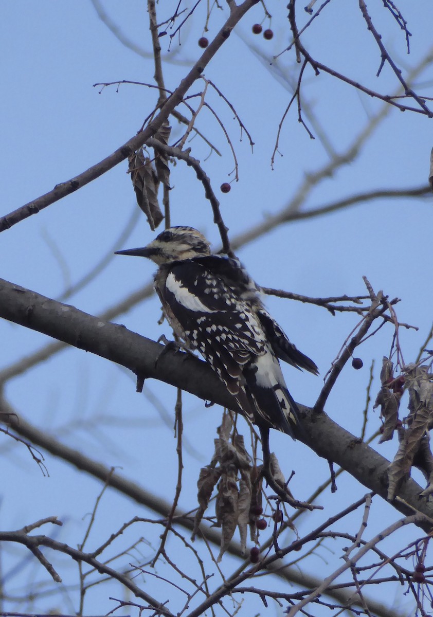 Yellow-bellied Sapsucker - ML620312199