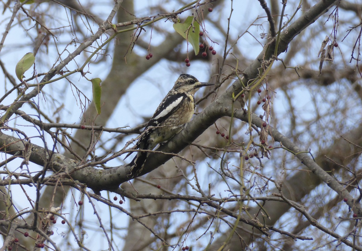 Yellow-bellied Sapsucker - ML620312201