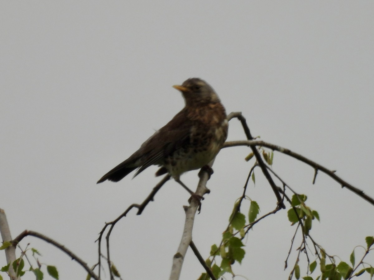 Fieldfare - ML620312206