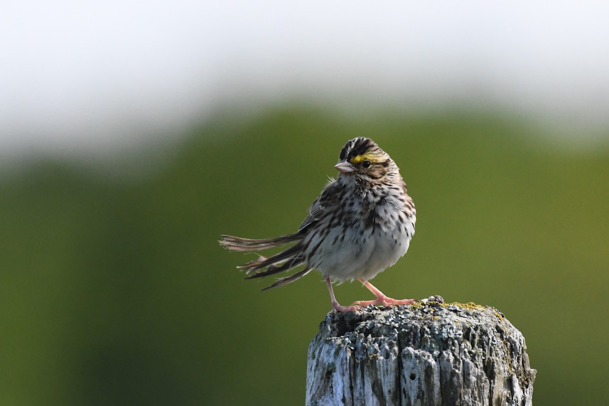 Savannah Sparrow - ML620312207