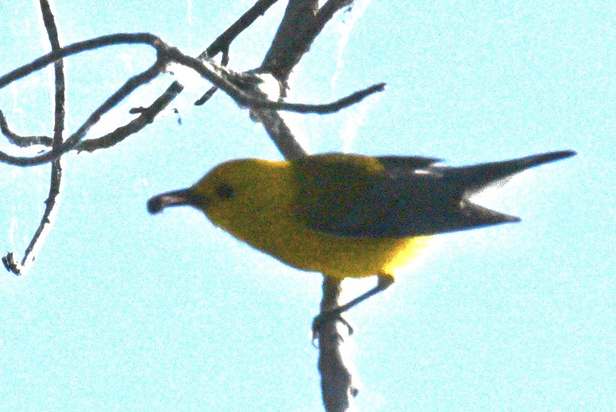 Prothonotary Warbler - ML620312209