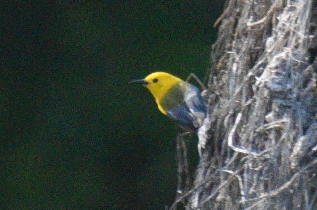 Prothonotary Warbler - ML620312210