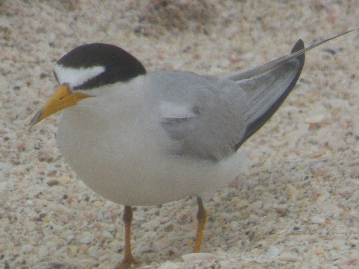 Least Tern - ML620312211