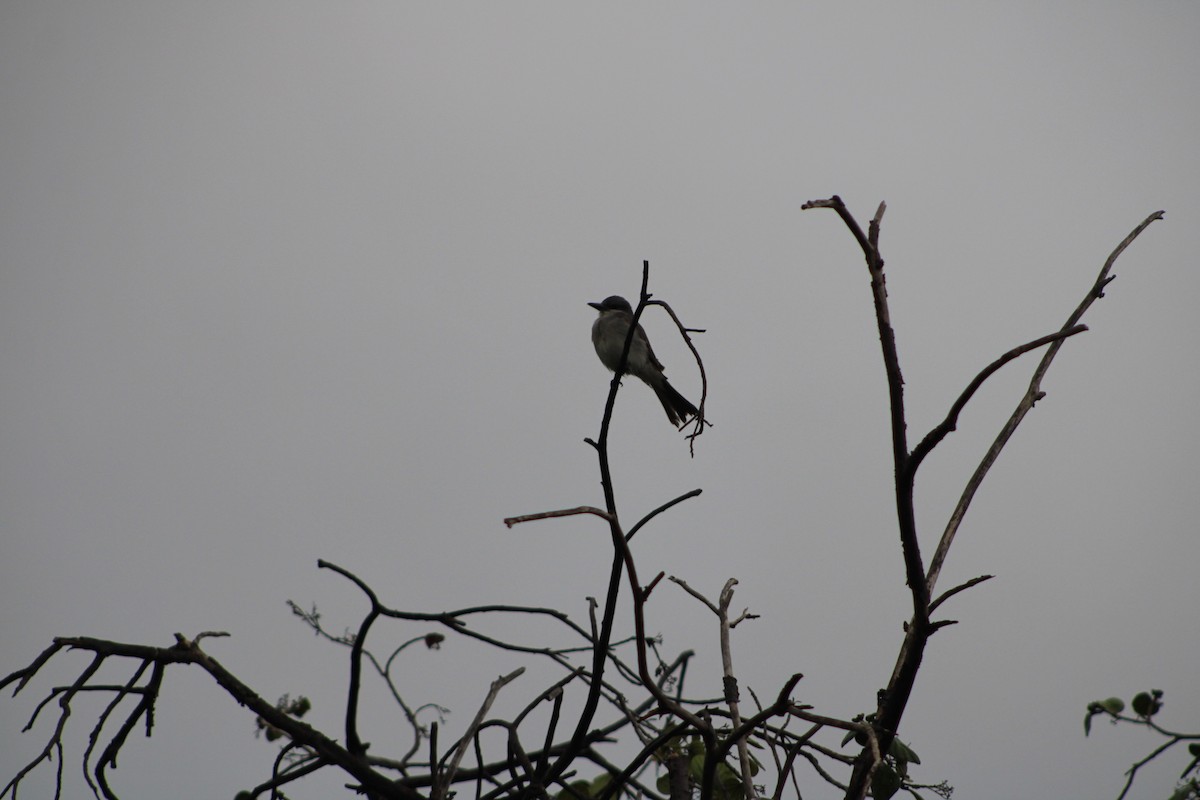 Gray Kingbird - ML620312215