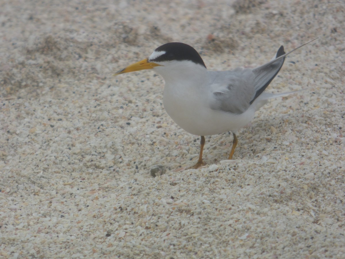 Least Tern - ML620312232