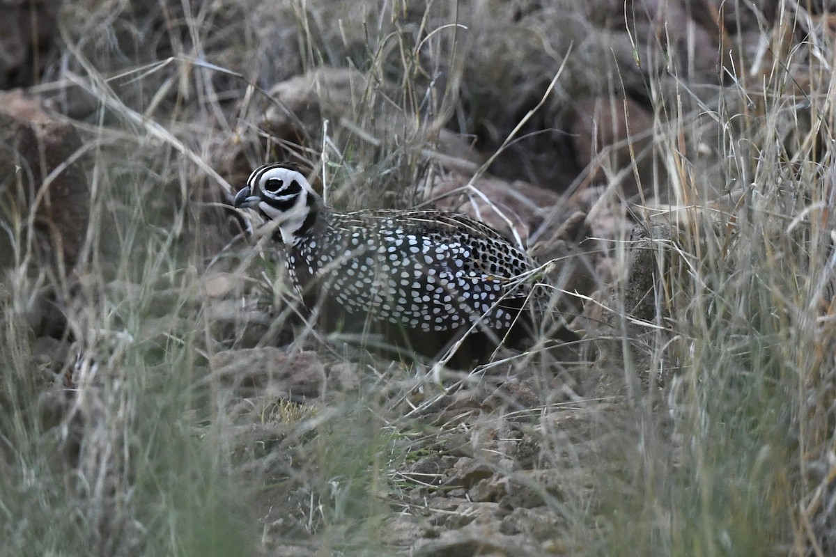 Montezuma Quail - ML620312234