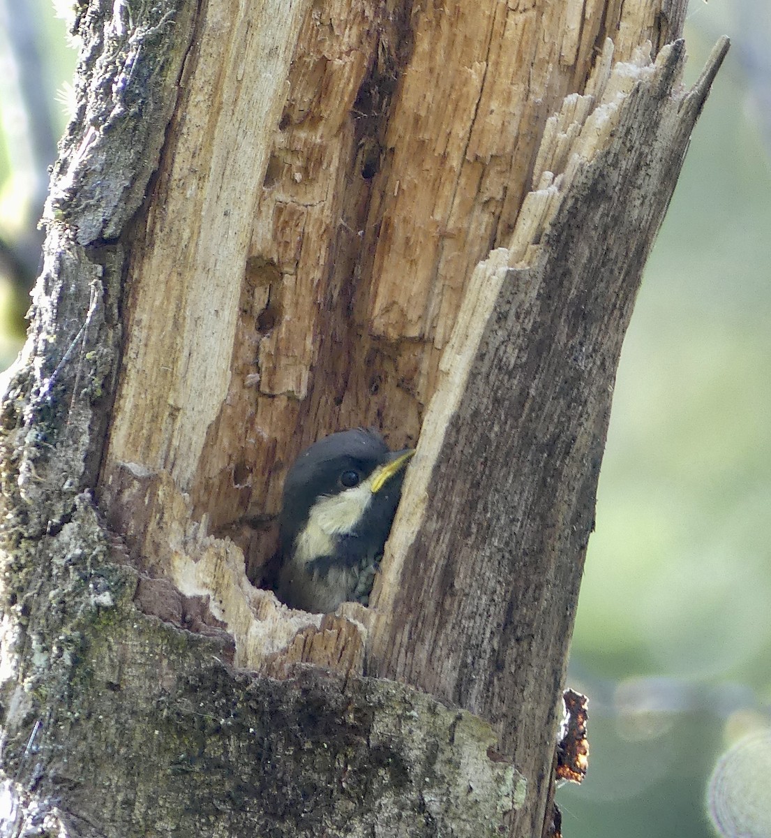 Mésange à dos marron - ML620312235