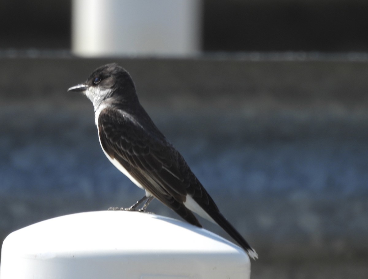 Eastern Kingbird - ML620312237