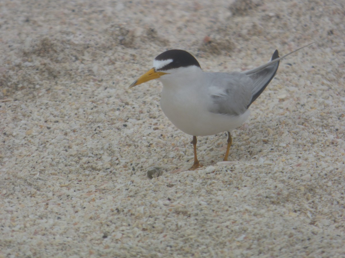 Least Tern - ML620312238