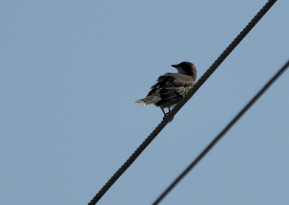 Eastern Kingbird - ML620312241