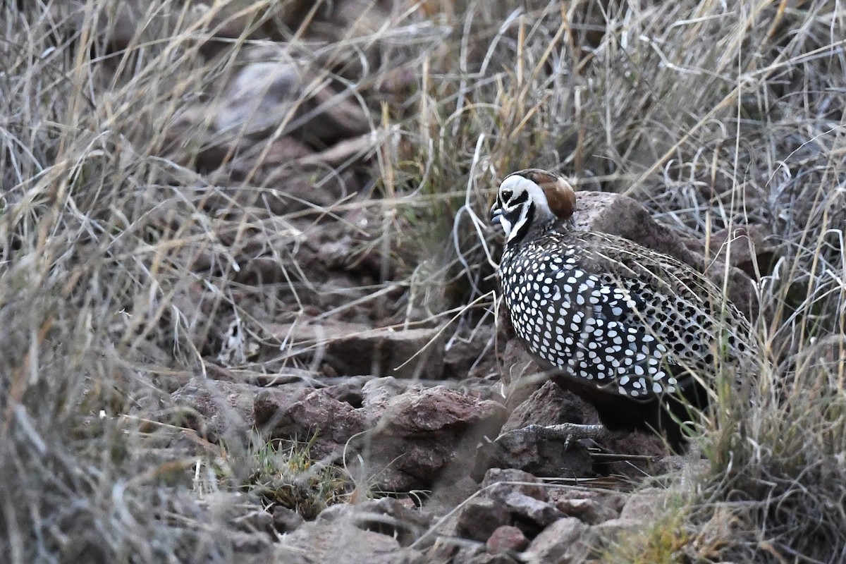 Montezuma Quail - ML620312243