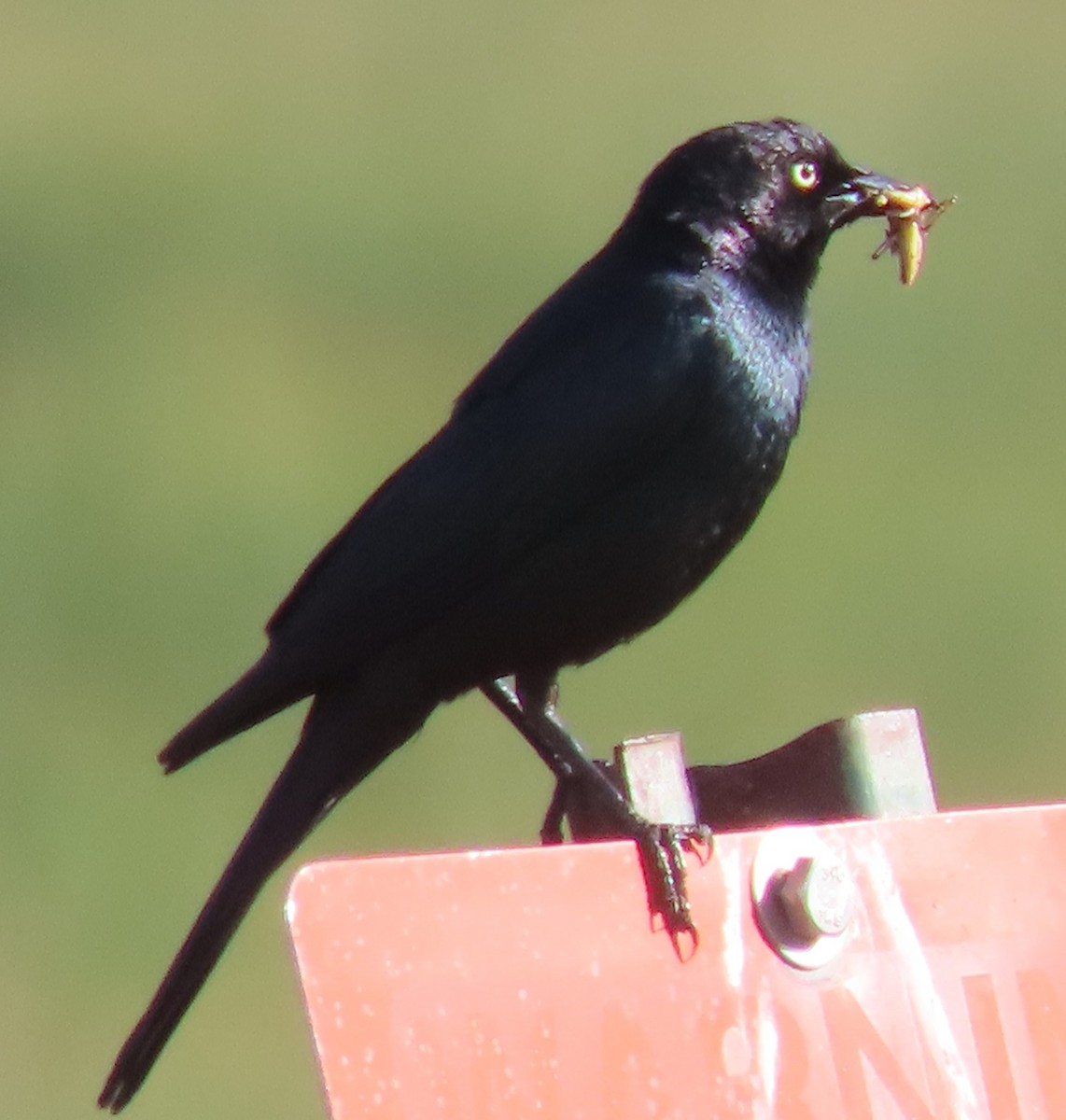 Brewer's Blackbird - ML620312245