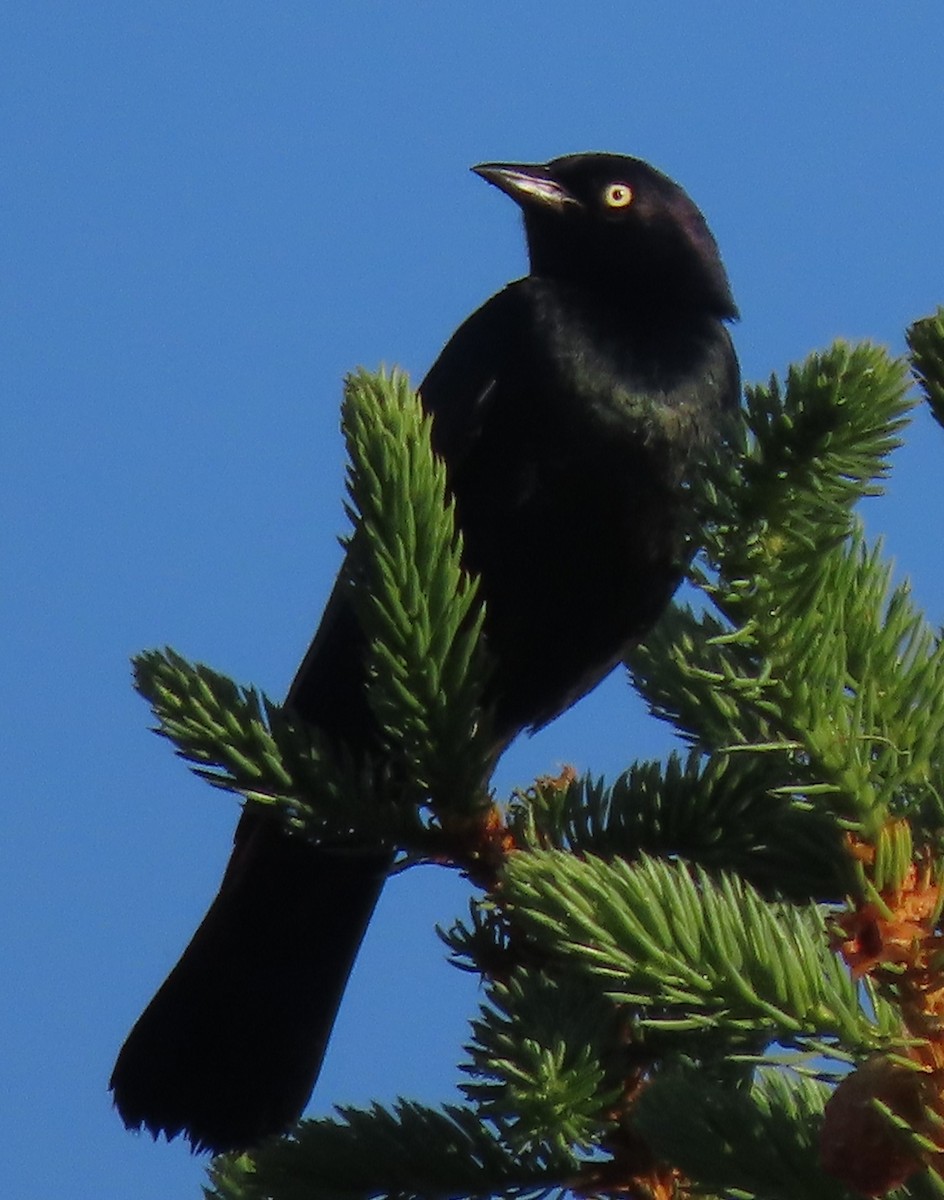 Brewer's Blackbird - ML620312246