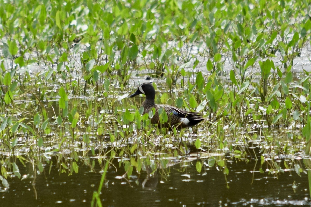 Blue-winged Teal - ML620312251