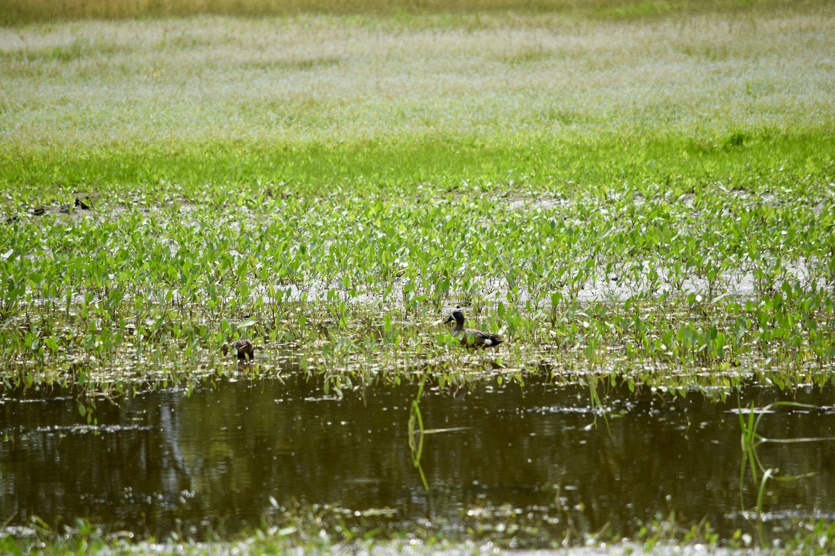 Blue-winged Teal - ML620312252