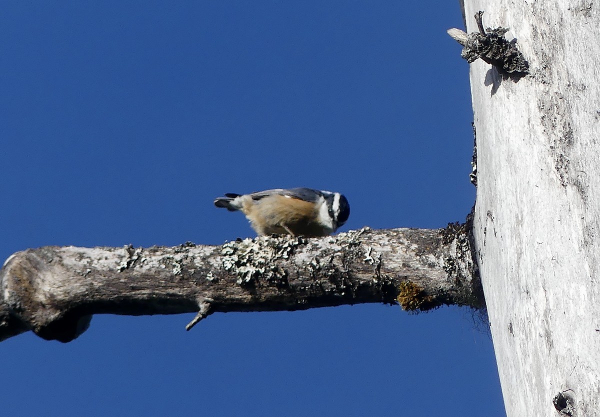 Red-breasted Nuthatch - ML620312253