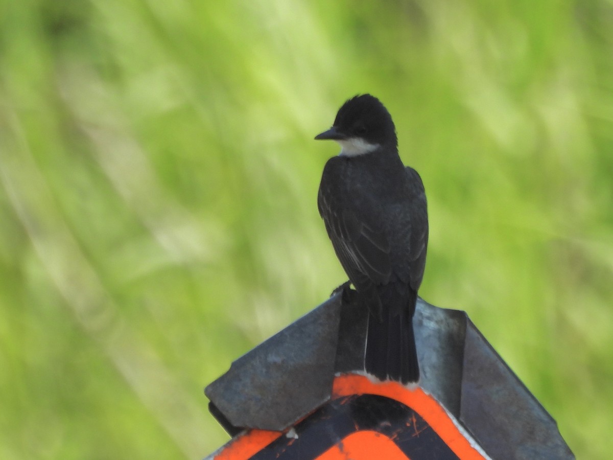 Eastern Kingbird - ML620312254