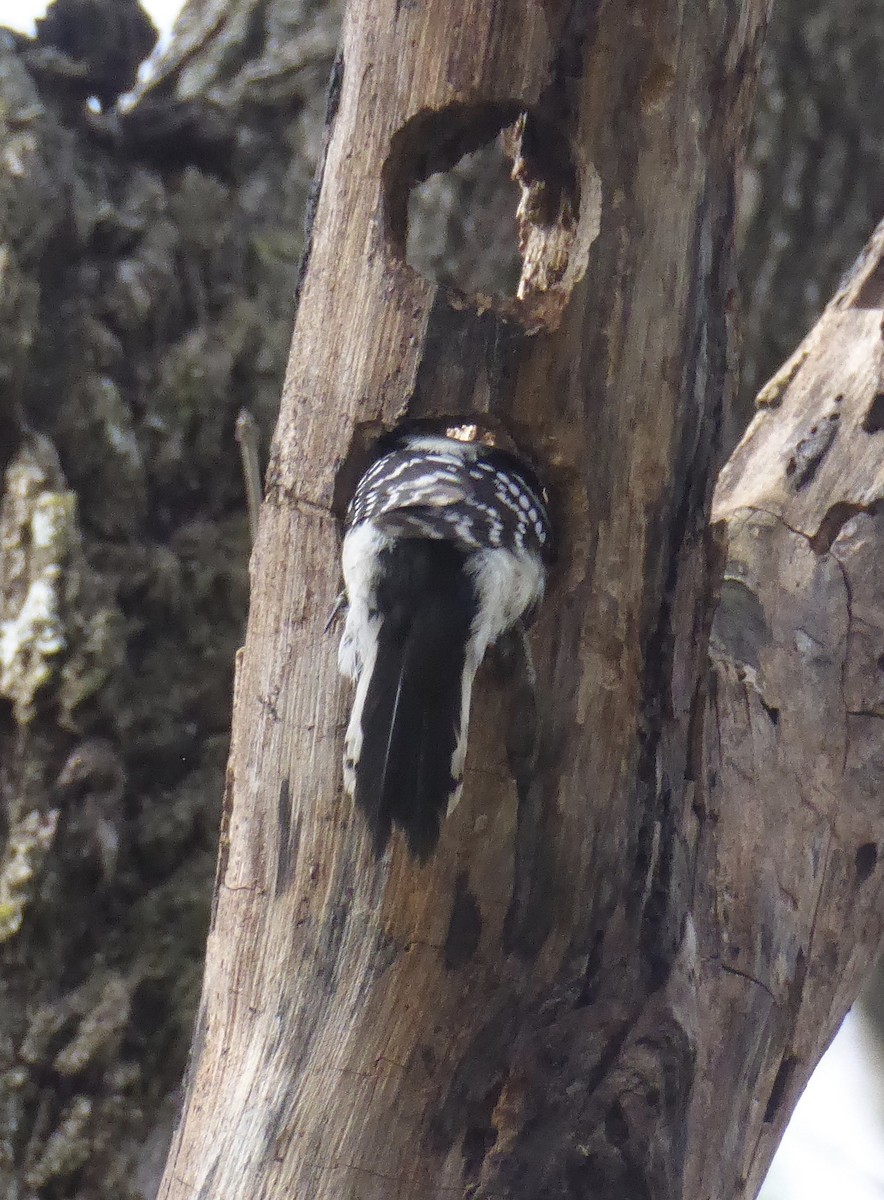 Downy Woodpecker - ML620312259