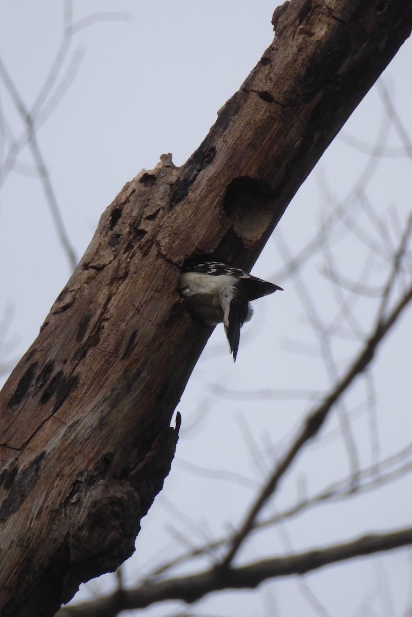 Downy Woodpecker - ML620312261