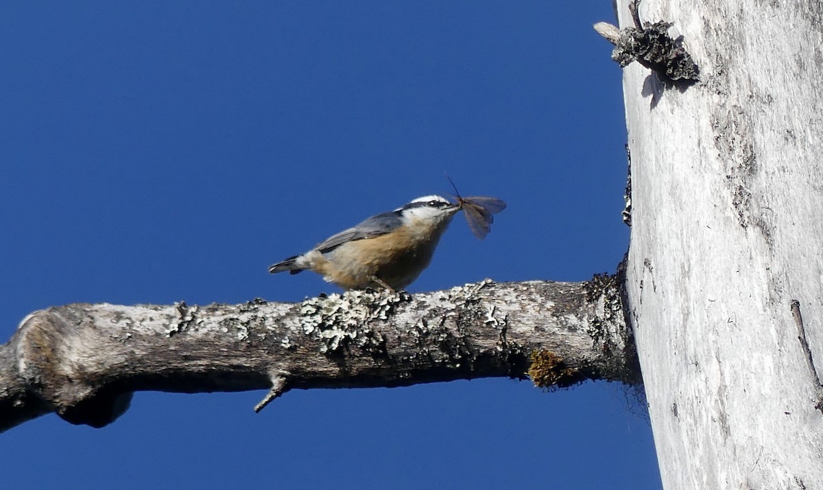 Red-breasted Nuthatch - ML620312264
