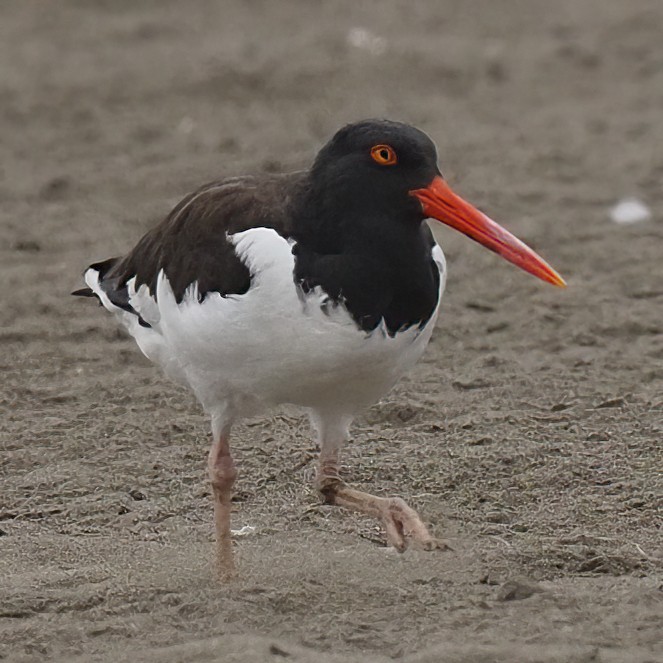 American Oystercatcher - ML620312265