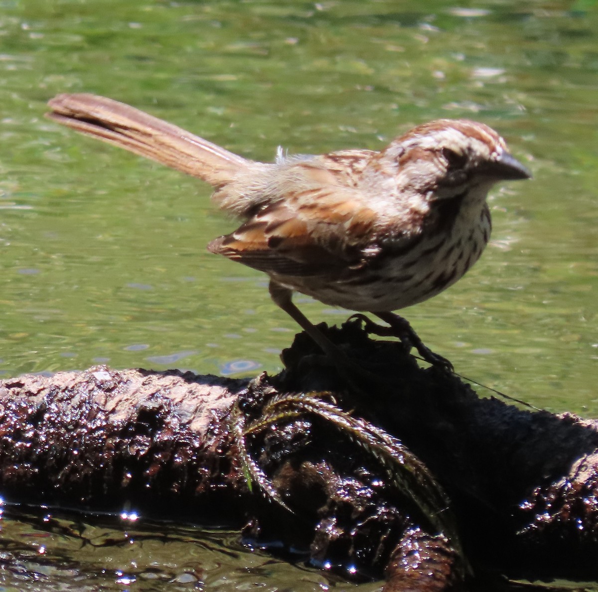 Song Sparrow - ML620312269