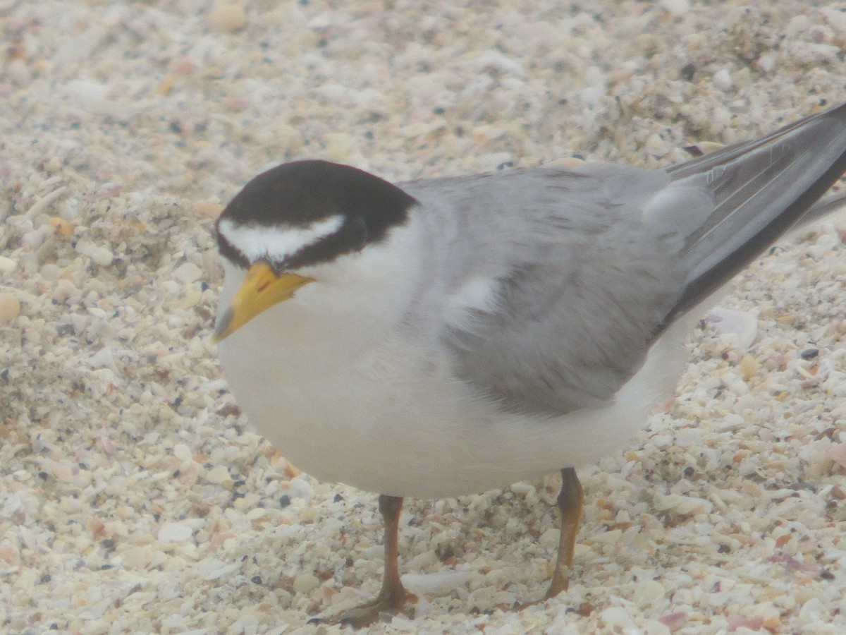 Least Tern - ML620312270