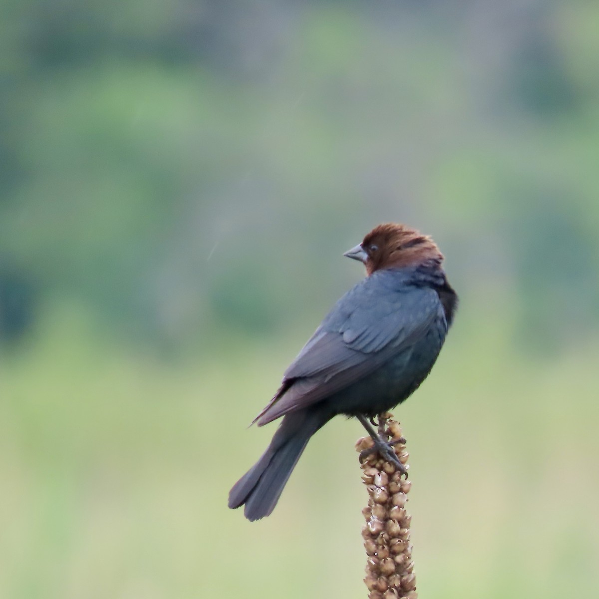 Brown-headed Cowbird - ML620312281