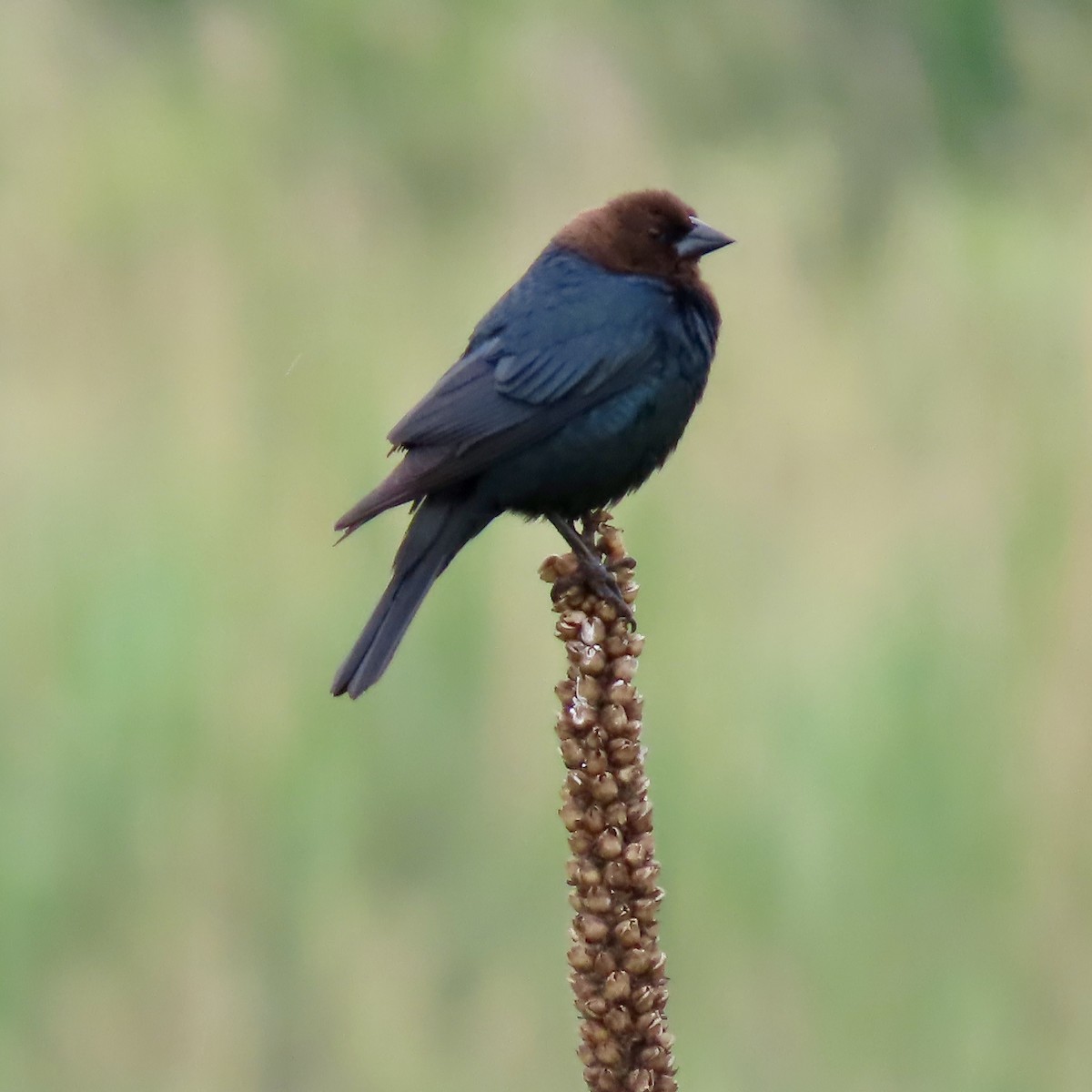 Brown-headed Cowbird - ML620312282