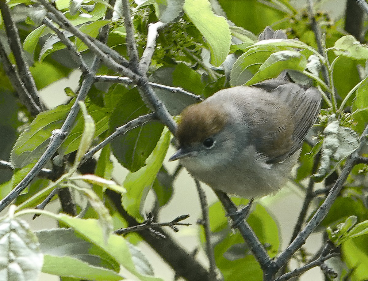 Eurasian Blackcap - ML620312285