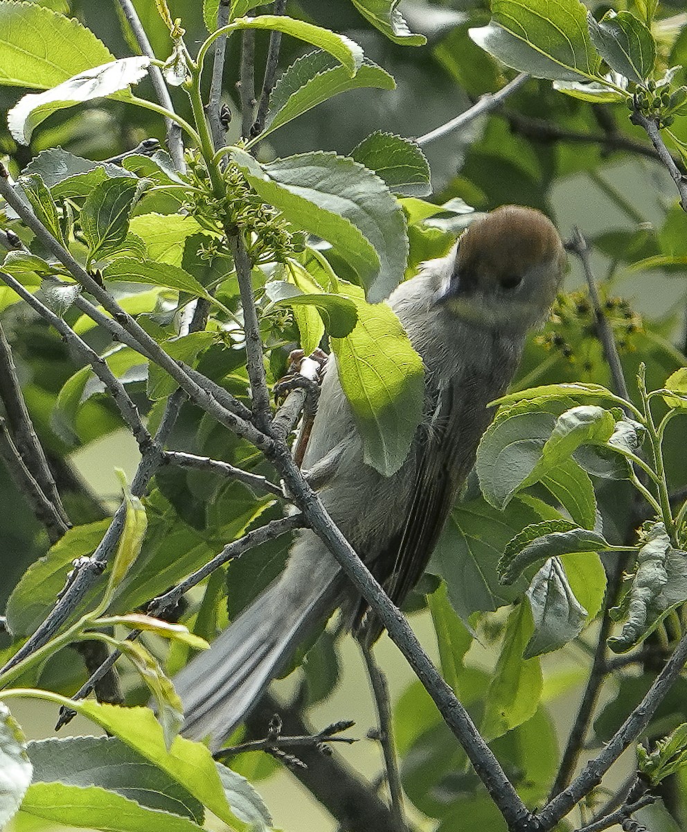 Eurasian Blackcap - ML620312287