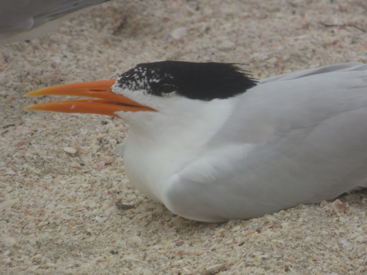 Royal Tern - ML620312294