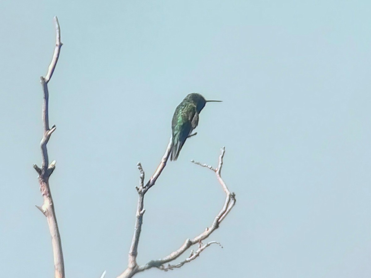 Broad-tailed Hummingbird - Daxton Bryce