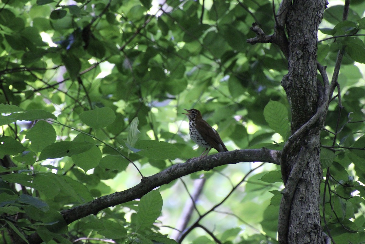 Wood Thrush - ML620312298