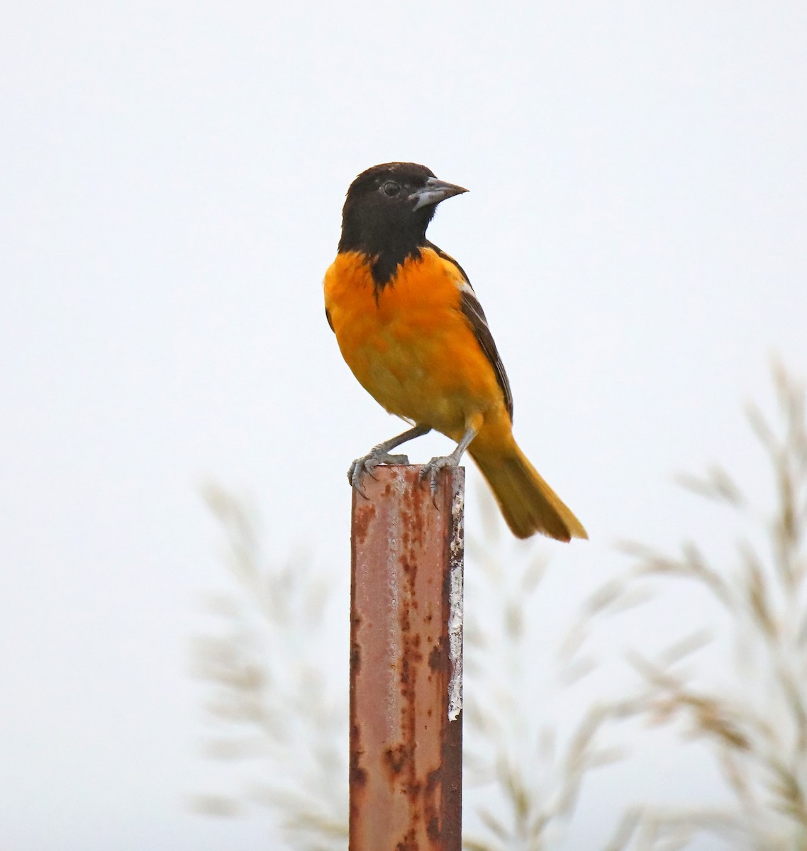 Baltimore Oriole - ML620312301