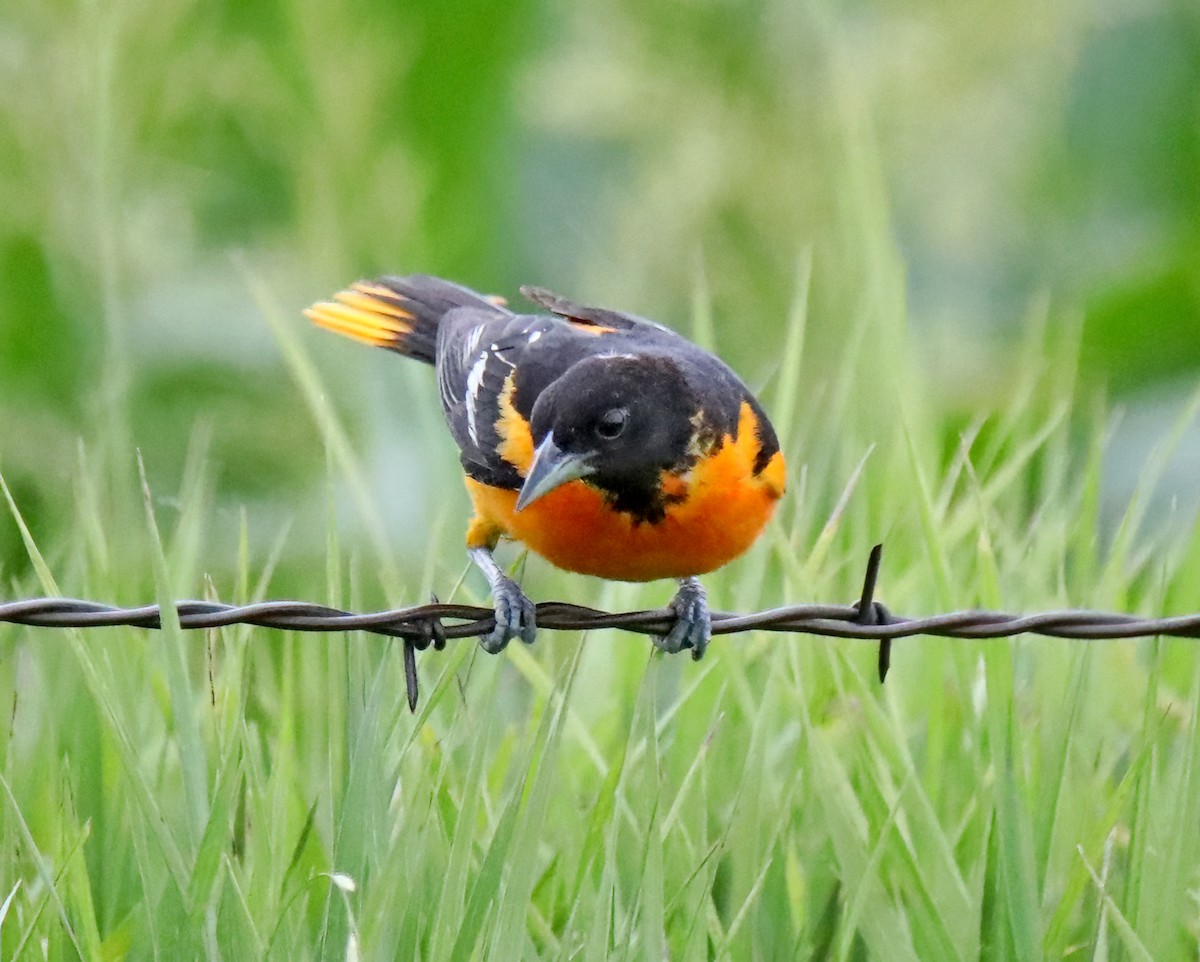 Baltimore Oriole - ML620312302