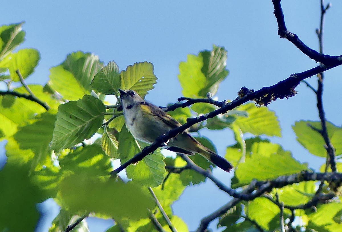 American Redstart - ML620312304