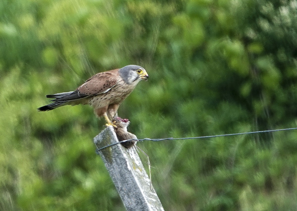 Eurasian Kestrel - ML620312310