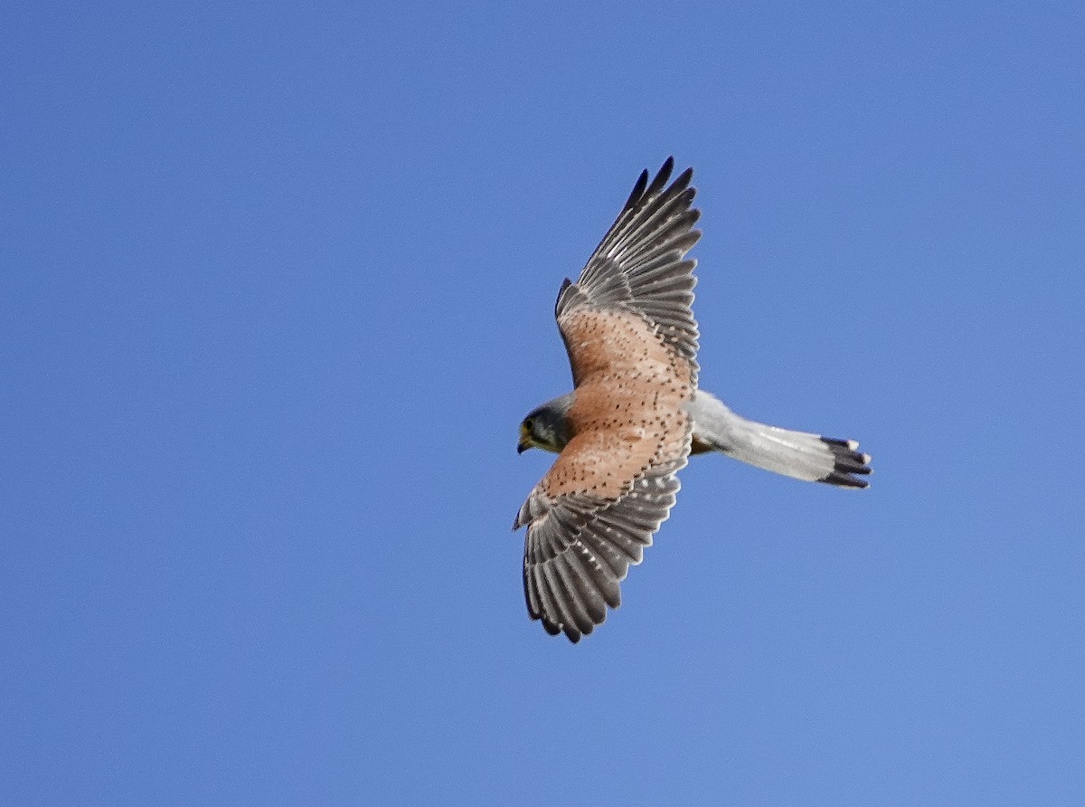 Eurasian Kestrel - ML620312311