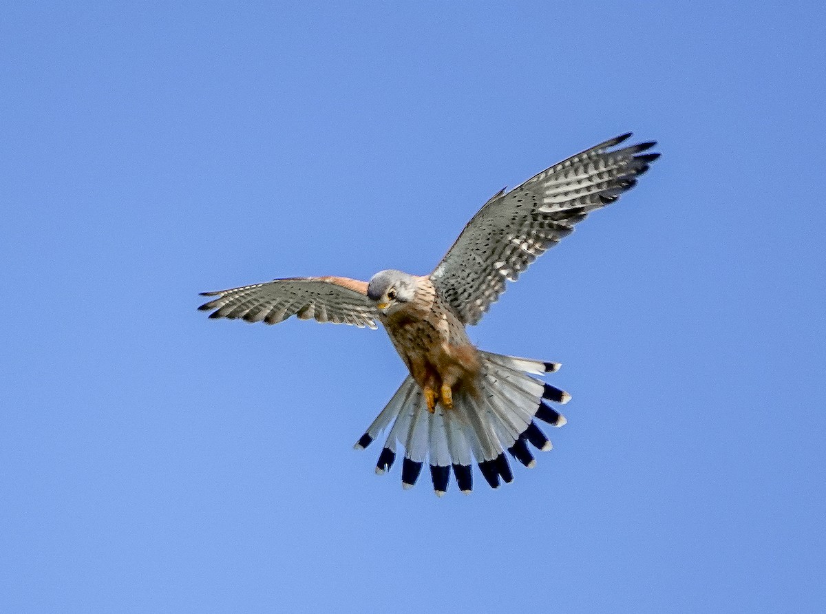 Eurasian Kestrel - ML620312312