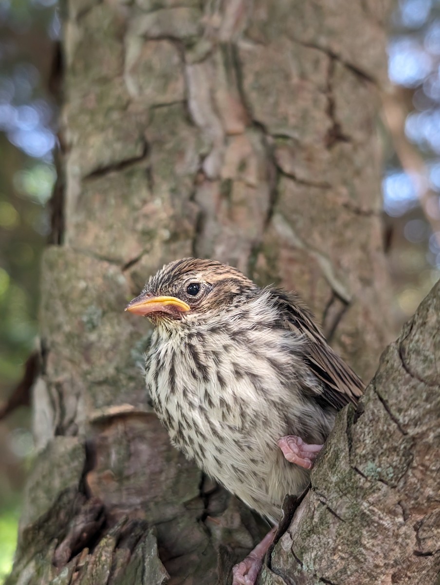 Chipping Sparrow - ML620312313