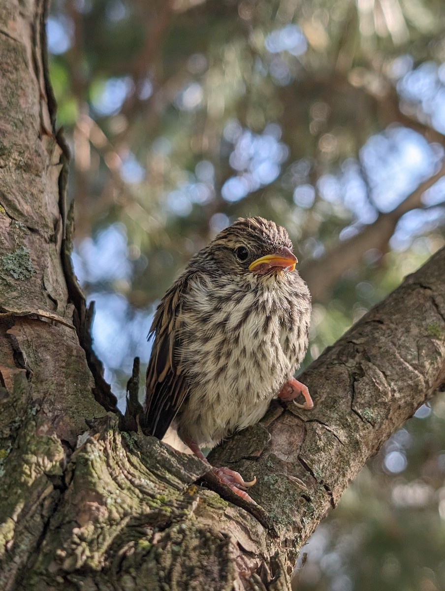 Chipping Sparrow - ML620312315